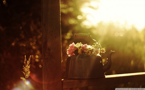 表白劉奕暢的句子