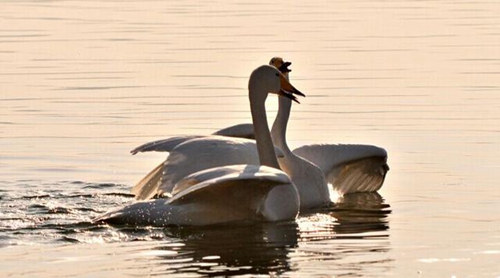 對相愛的人深情表白的句子
